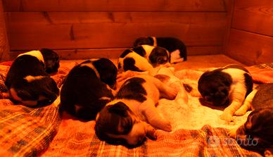 Cucciolata Beagle con pedigree