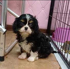 Cavalier king con Pedigree Enci e certificazioni e