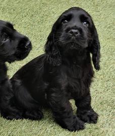 Cocker cuccioli pedigree ENCI