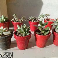 regali di natale piante 