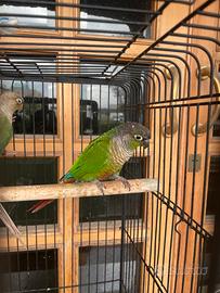 Conuro guance verdi o Pyrrhura molinae