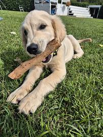 Cuccioli Golden Retriever