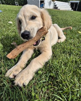 Cuccioli Golden Retriever