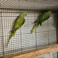 Parrocchetti grandi alessandrini