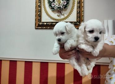 maltese mini Toy 1M 1F x fine agosto 