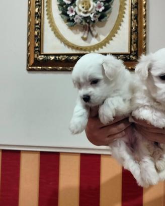 maltese mini Toy 1M 1F x fine agosto 