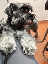 Schnauzer nano