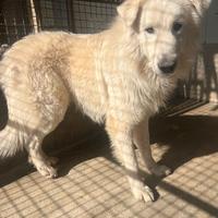 Cane in adozione