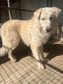 Cane in adozione