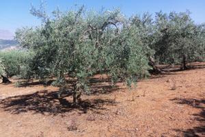 Terreno agricolo 2800 mq zona pantaleo