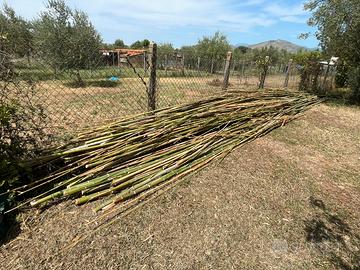 Canne di bamboo