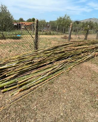 Canne di bamboo