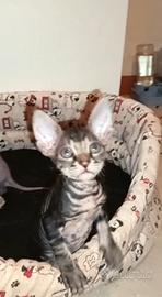 Cucciolo sphynx