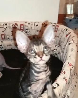 Cucciolo sphynx