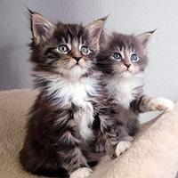 Maine Coon