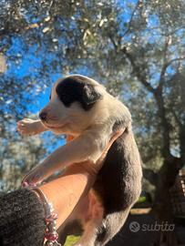 Cuccioli Border collie