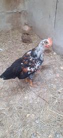 gallo millefiori  di 40 gg