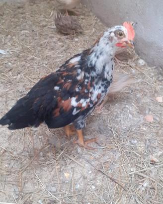 gallo millefiori  di 40 gg