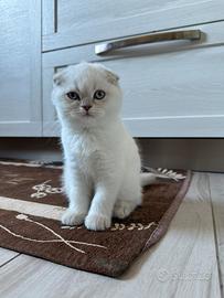 Scottish fold
