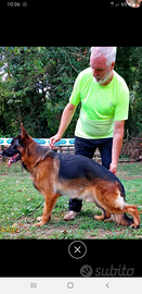 Pastore tedesco vendita