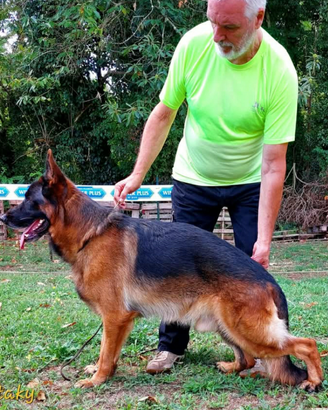 Pastore tedesco vendita