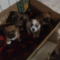 Cuccioli in adozione