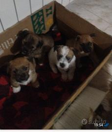 Cuccioli in adozione