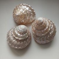 Conchiglie in madreperla