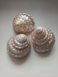 Conchiglie in madreperla