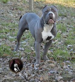 American bellyxl 70kg