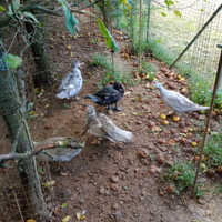 Anatre mute silver e nere