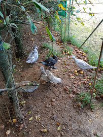 Anatre mute silver e nere