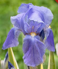 4 rizomi di Iris Pallida 