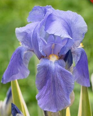 4 rizomi di Iris Pallida 