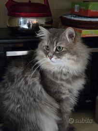 Gatto siberiano con pedrigree per monta