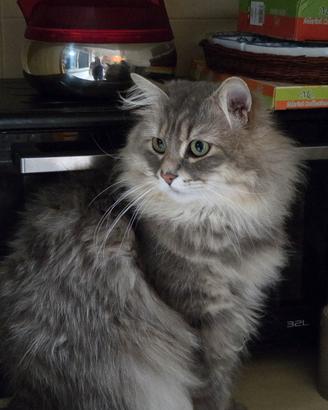 Gatto siberiano con pedrigree per monta