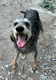 Porthos 5 anni segugio a pelo forte