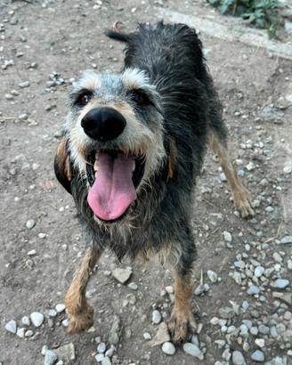 Porthos 5 anni segugio a pelo forte
