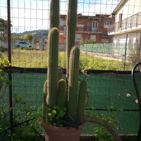 Soehrensia spachiana