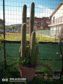 Soehrensia spachiana