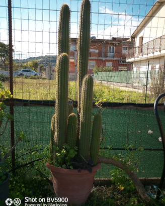 Soehrensia spachiana