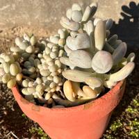 Piante grasse succulente vaso compreso