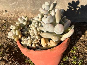 Piante grasse succulente vaso compreso