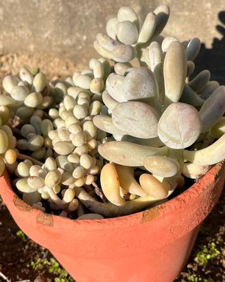 Piante grasse succulente vaso compreso