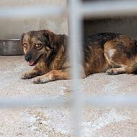 Piccola, cagnolina 1 anno e mezzo - taglia piccola