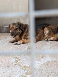 Piccola, cagnolina 1 anno e mezzo - taglia piccola