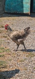 Gallo marans