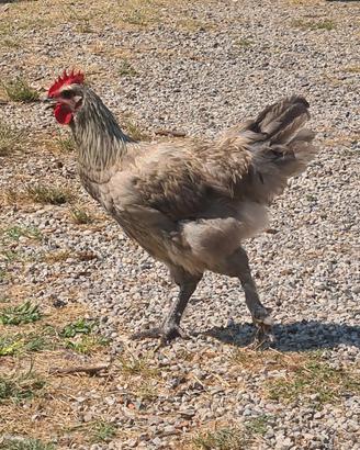 Gallo marans