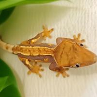 Baby geco Ciliatus, teca, insetti