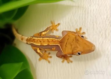 Baby geco Ciliatus, teca, insetti